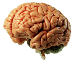 Brain: Insights from Neuroscience